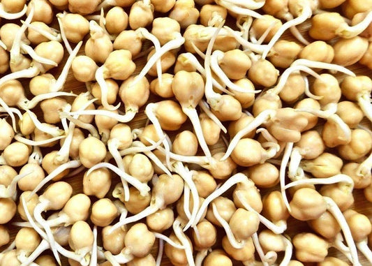 Chickpeas | 100+ seeds | Organic Non-GMO | For Sprouts and Microgreens