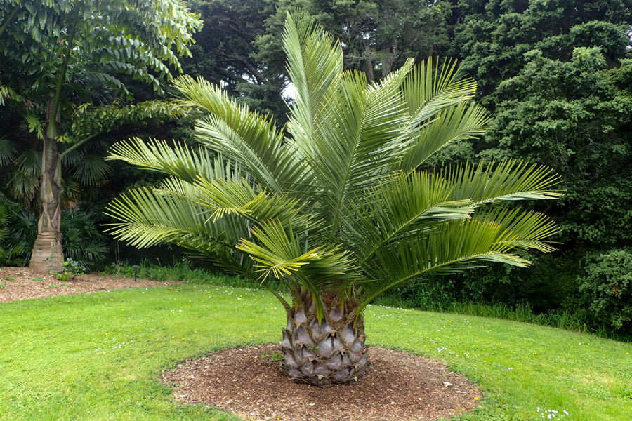 Chilean Wine Palm | Jubaea Chilensis | 5 seeds | Hardy