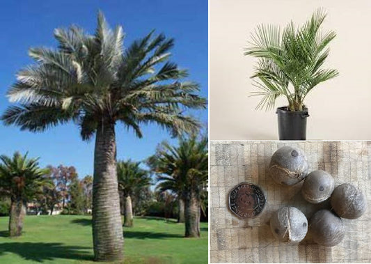 Chilean Wine Palm | Jubaea Chilensis | 5 seeds | Hardy