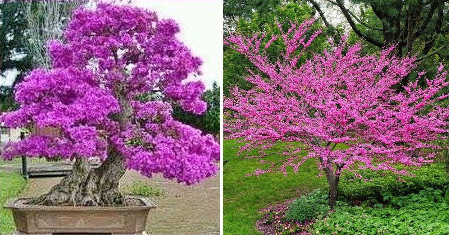 Chinese Redbud | Cercis Chinensis | 30+ seeds | Bonsai | UK Hardy