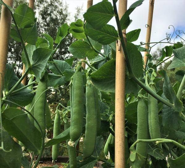 Giant Climbing Pea Seeds | 10+ seeds | Heirloom | Aldrerman | Excellent Flavour