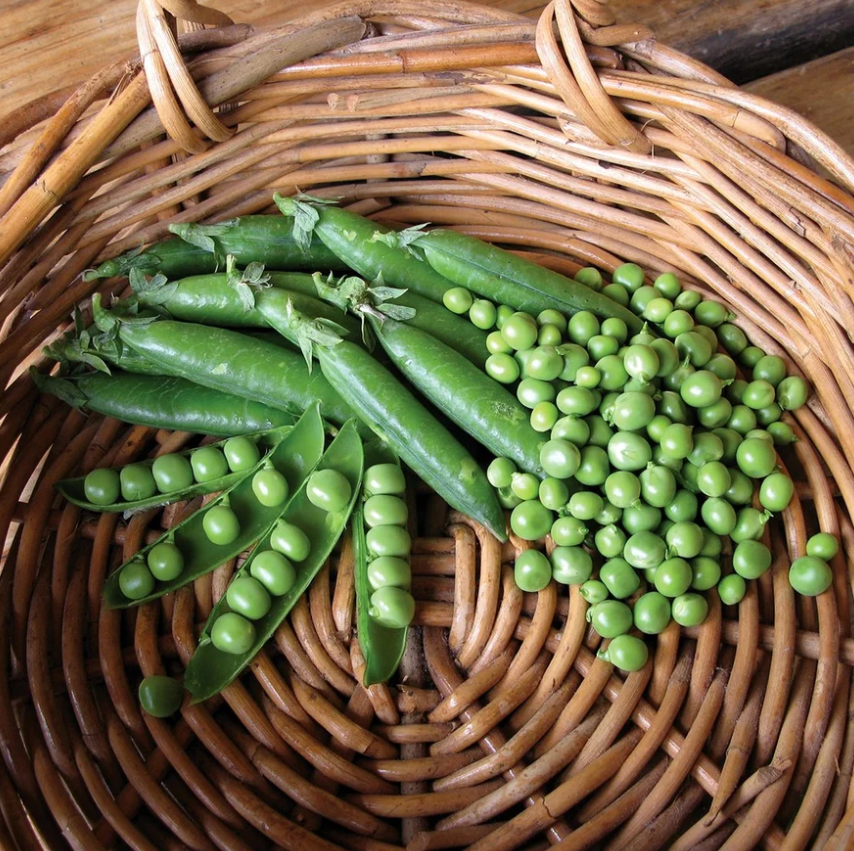 Giant Climbing Pea Seeds | 10+ seeds | Heirloom | Aldrerman | Excellent Flavour