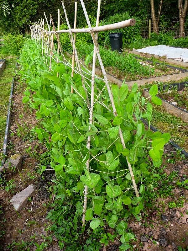 Giant Climbing Pea Seeds | 10+ seeds | Heirloom | Aldrerman | Excellent Flavour