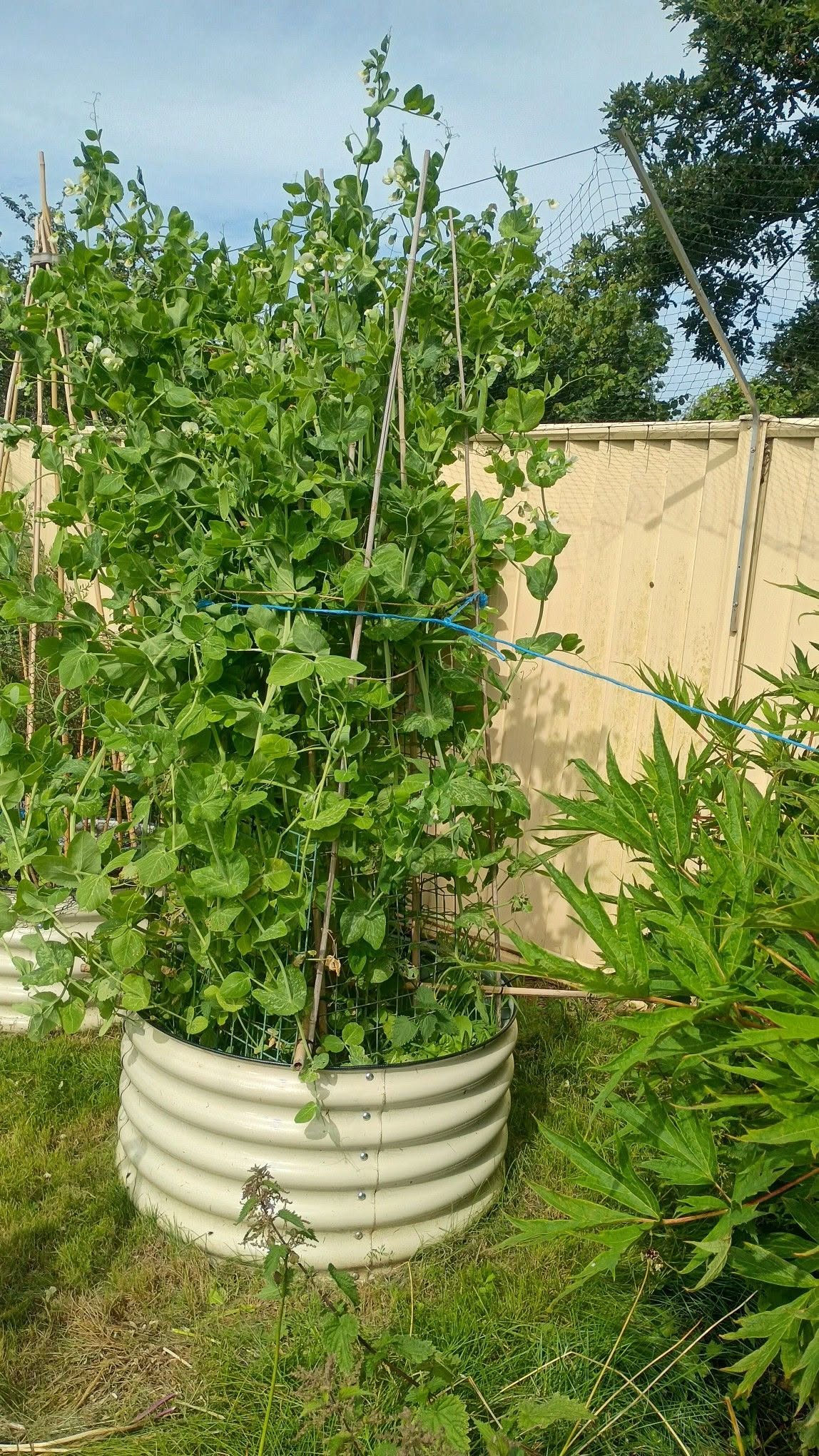 Giant Climbing Pea Seeds | 10+ seeds | Heirloom | Aldrerman | Excellent Flavour