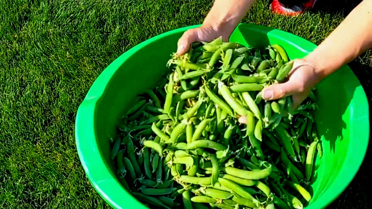 Giant Climbing Pea Seeds | 10+ seeds | Heirloom | Aldrerman | Excellent Flavour