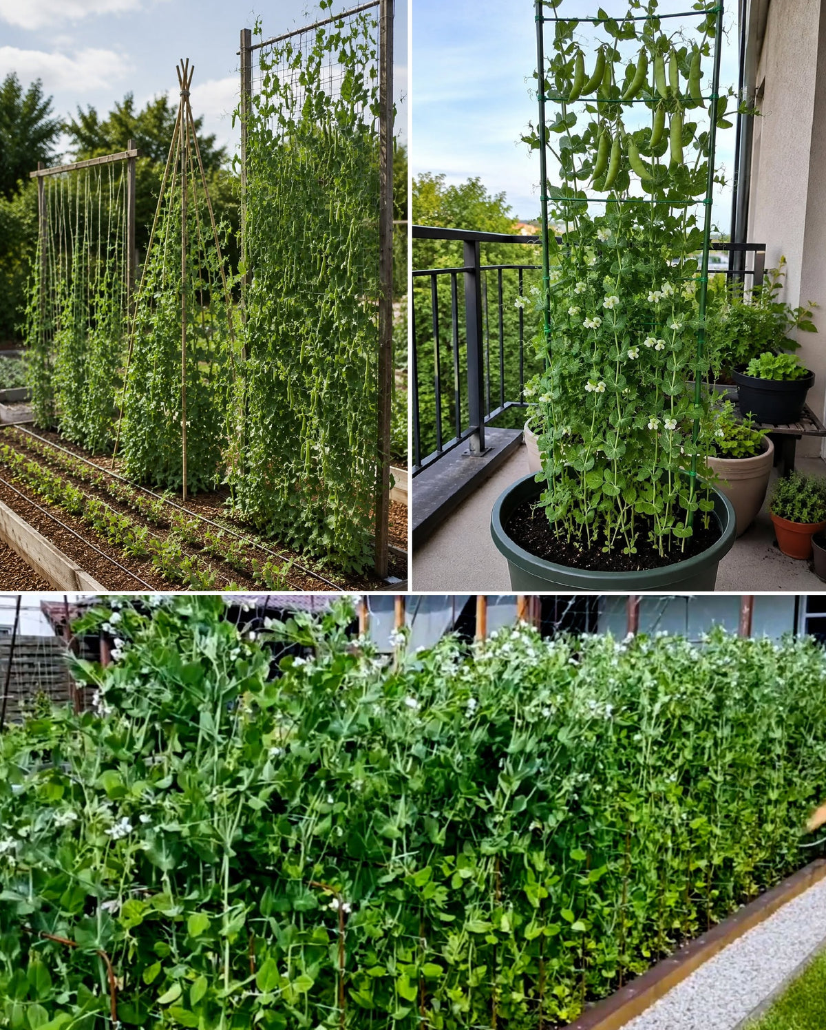 Giant Climbing Pea Seeds | 10+ seeds | Heirloom | Aldrerman | Excellent Flavour