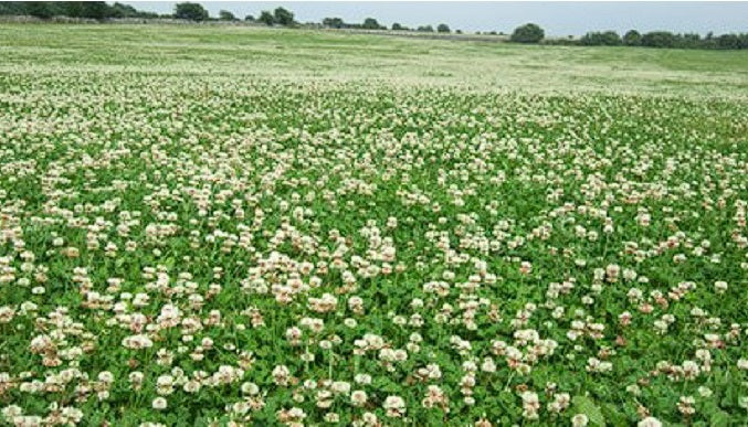 Clover Seed Mix | 4 colours | Green Manure | Sow March to September