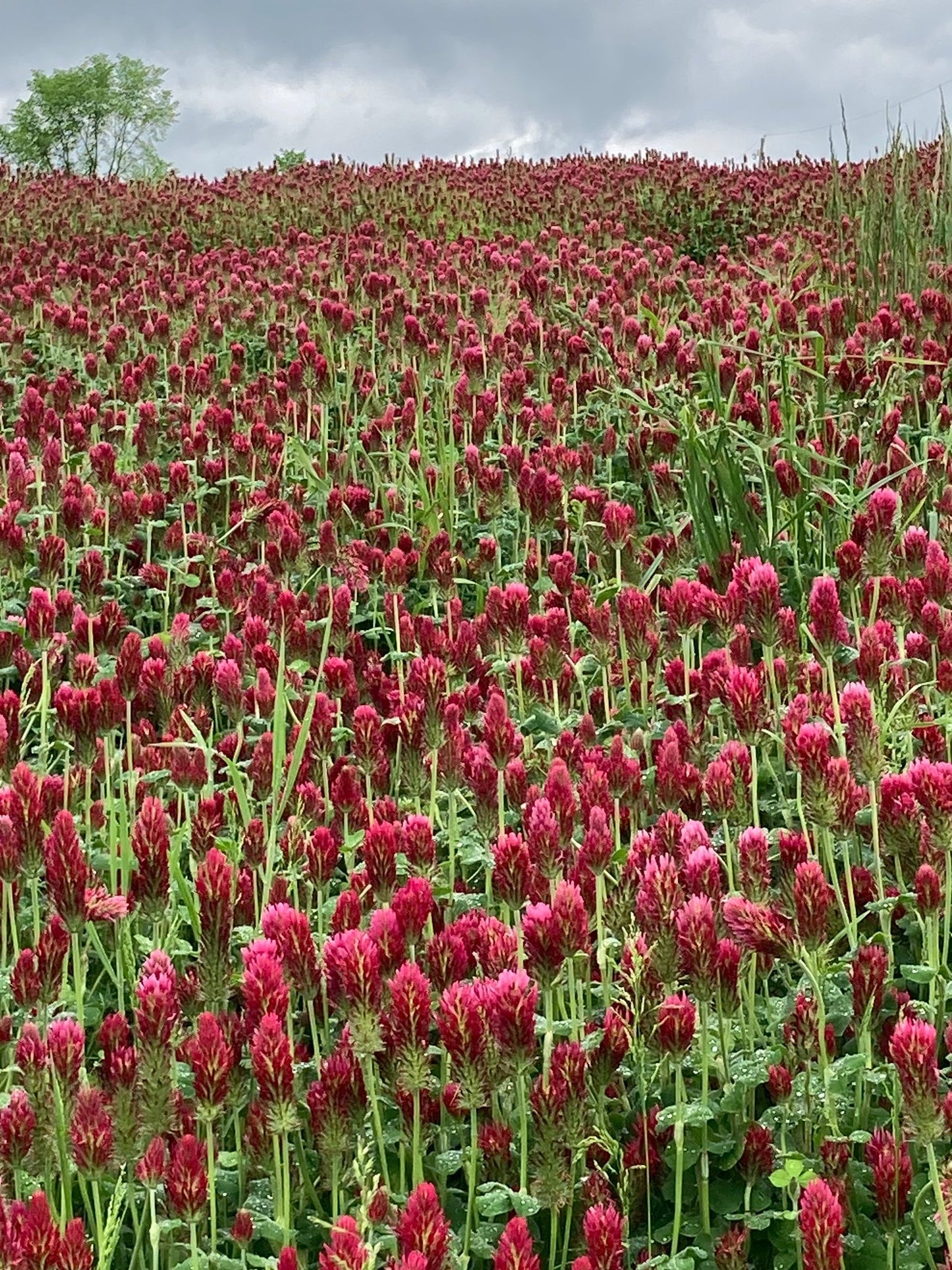 Clover Seed Mix | 4 colours | Green Manure | Sow March to September