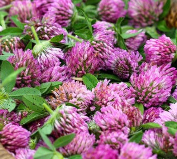 Clover Seed Mix | 4 colours | Green Manure | Sow March to September