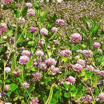 Clover Seed Mix | 4 colours | Green Manure | Sow March to September