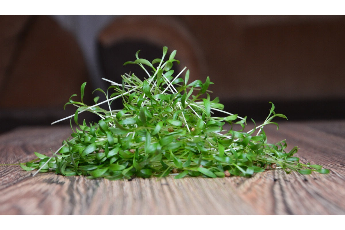 Organic Seeds for Sprouting / Sprouts | Many Types | Healthy Microgreens all year round!