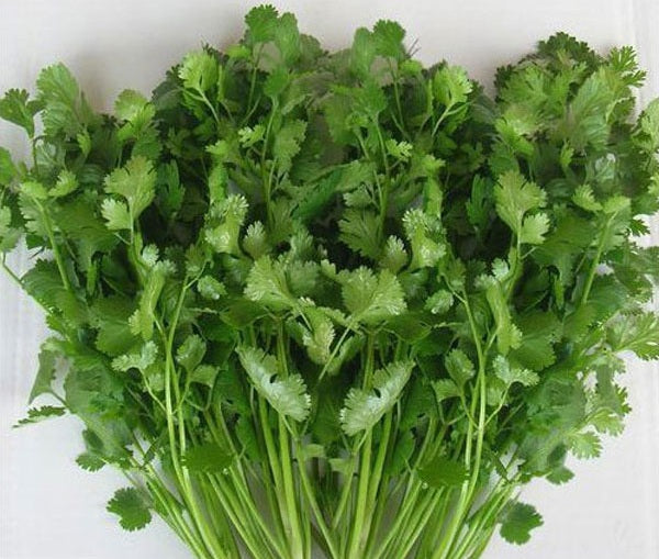 Coriander Seeds | 600+ seeds | Split | Organic | Herb | Cilantro