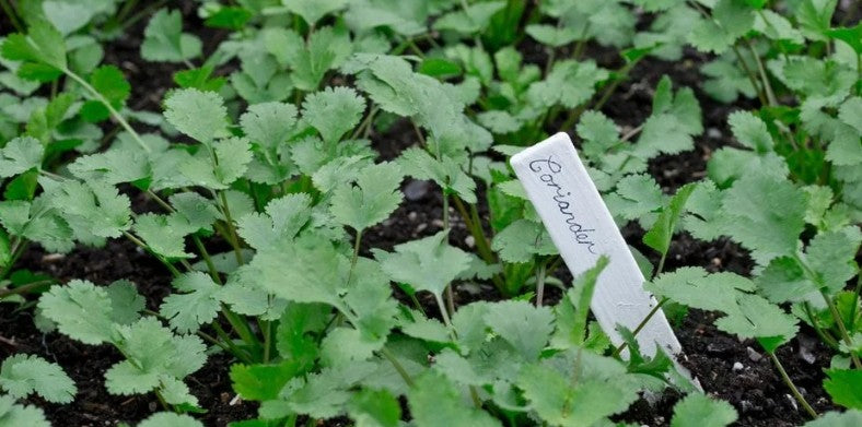 Coriander Seeds | 600+ seeds | Split | Organic | Herb | Cilantro