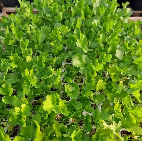 Coriander Seeds | 600+ seeds | Split | Organic | Herb | Cilantro