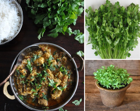 Coriander Seeds | 600+ seeds | Split | Organic | Herb | Cilantro