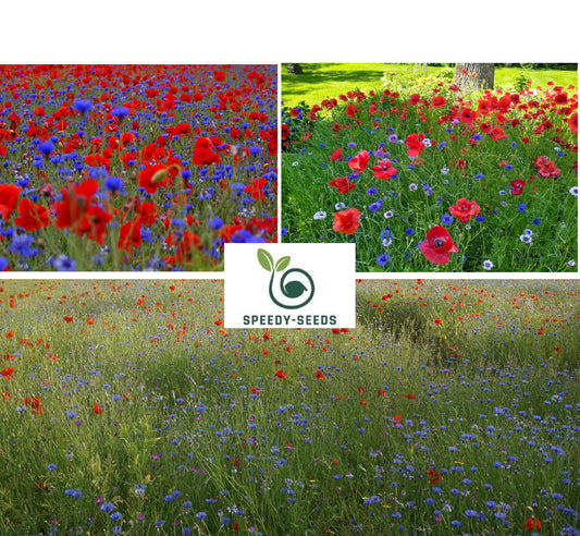 Blue Cornflower and Red Poppy Seeds Mix | Wildflower | Meadow | Pollenators