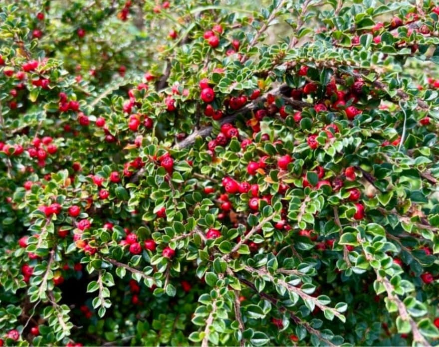 Cotoneaster Rockspray seeds | Bonsai | Hedging | Birds