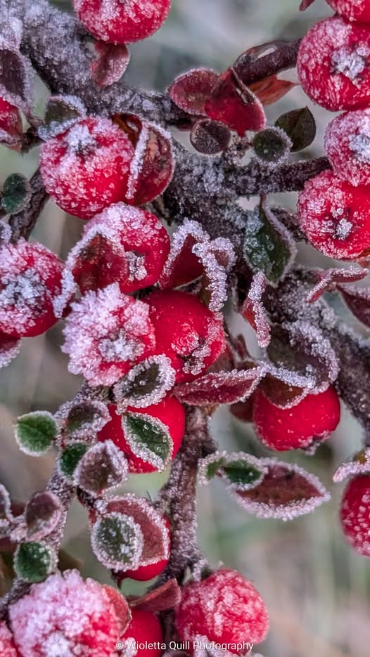 Cotoneaster Rockspray seeds | Bonsai | Hedging | Birds