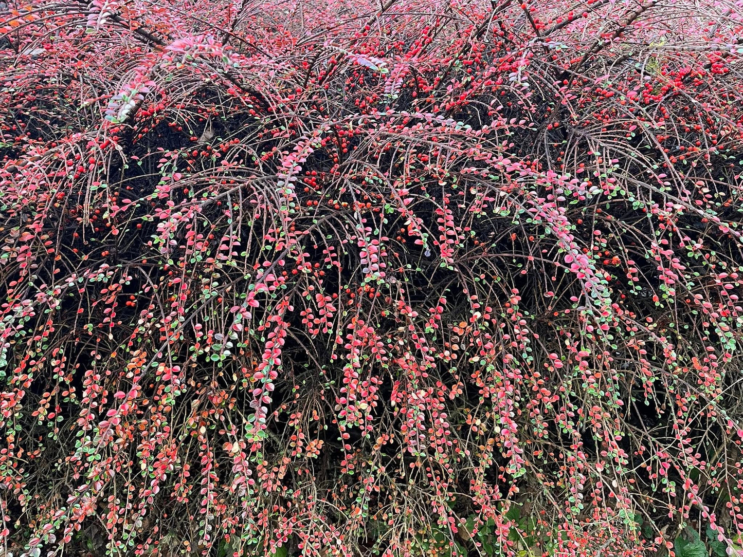 Cotoneaster Rockspray seeds | Bonsai | Hedging | Birds