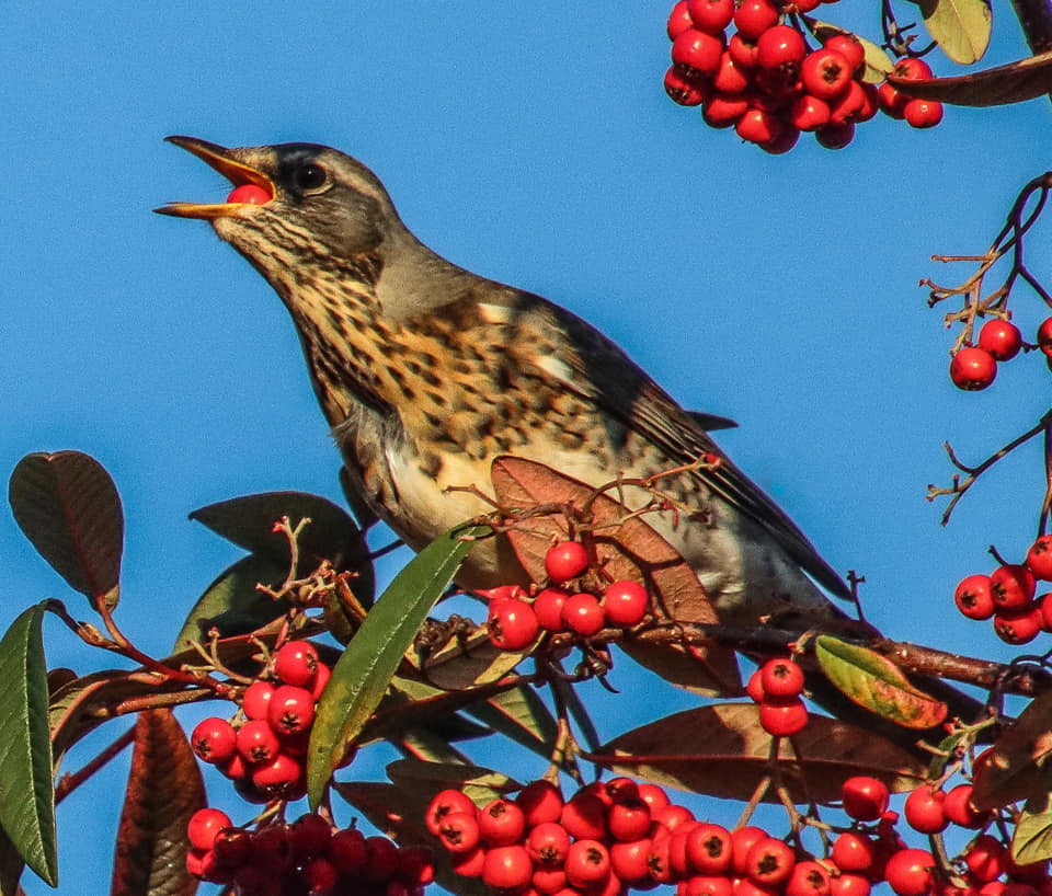 Cotoneaster Rockspray seeds | Bonsai | Hedging | Birds