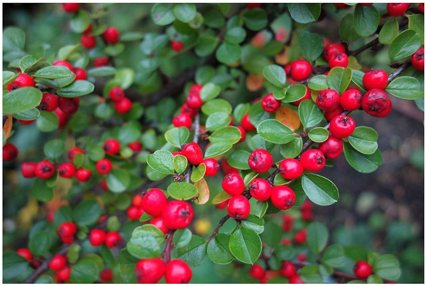 Cotoneaster Rockspray seeds | Bonsai | Hedging | Birds