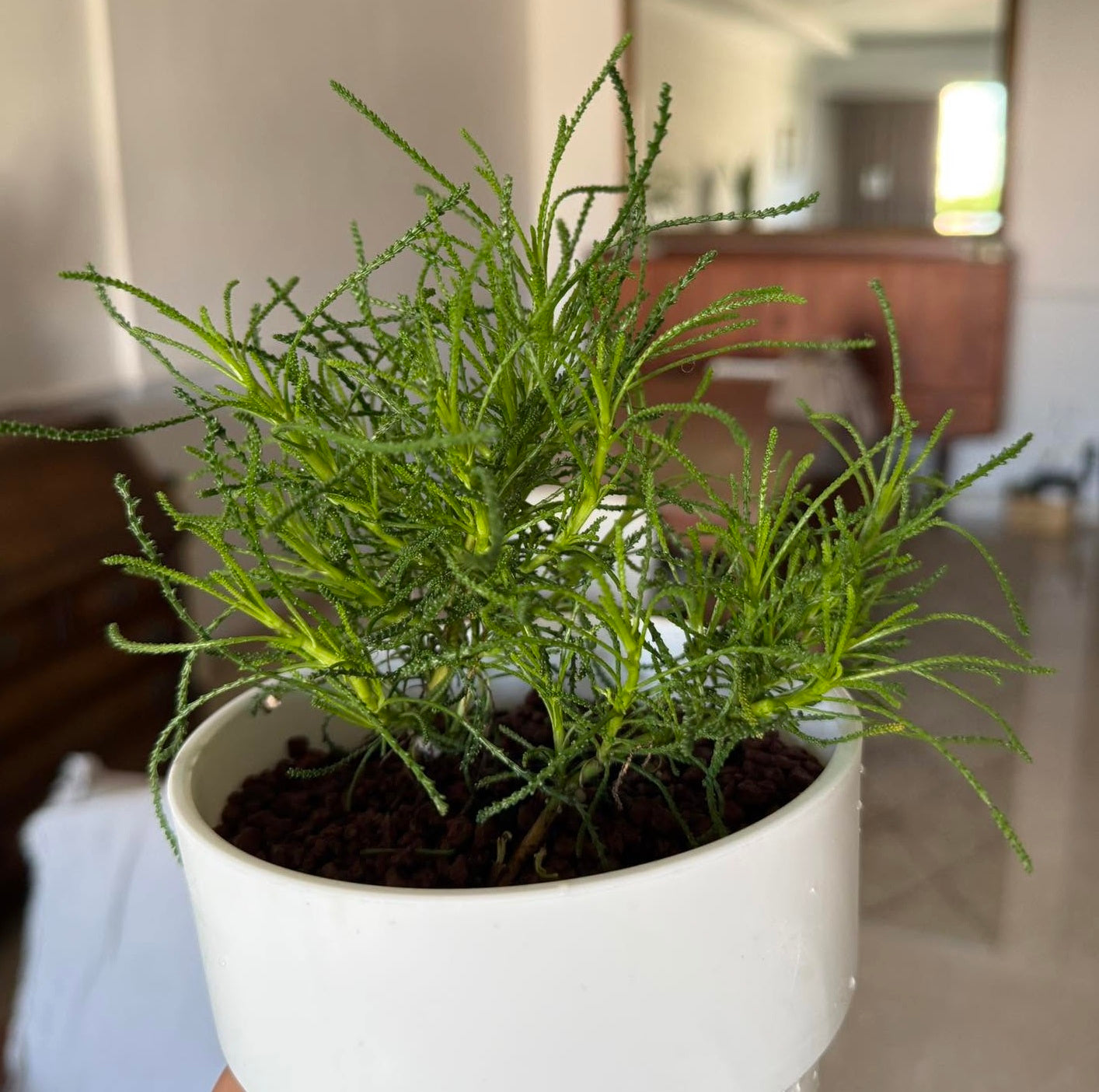 Cotton Lavender (Santolina Rosmarinifolia) | 100+ seeds