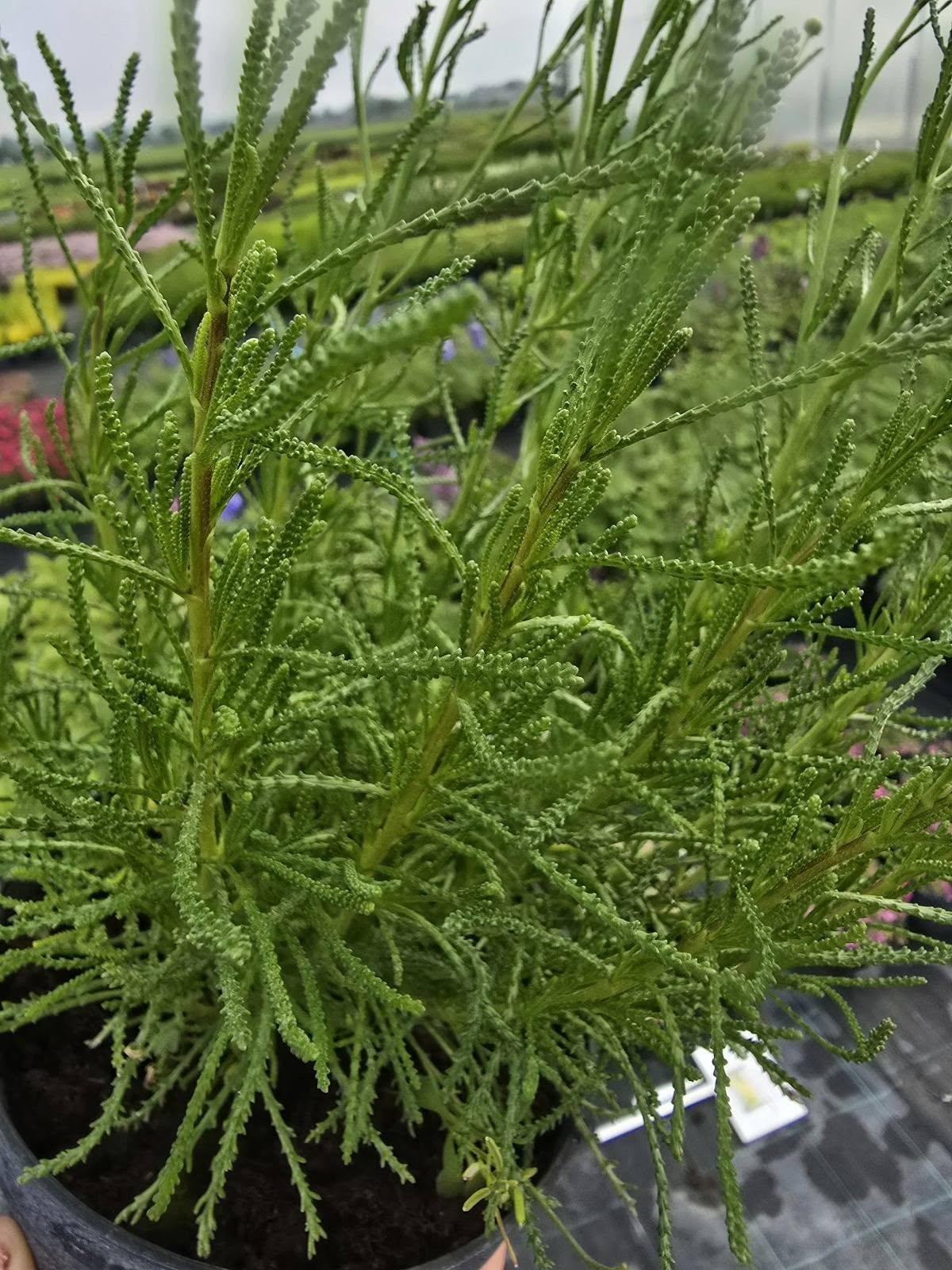 Cotton Lavender (Santolina Rosmarinifolia) | 100+ seeds