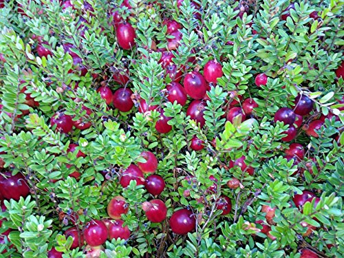 American Cranberry | Vaccinium Macrocarpon | 30+ seeds | Fully Hardy Superfruit