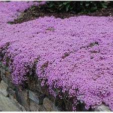 Purple Creeping Thyme | 900+ Seeds | Herb | Indoor & Outdoor
