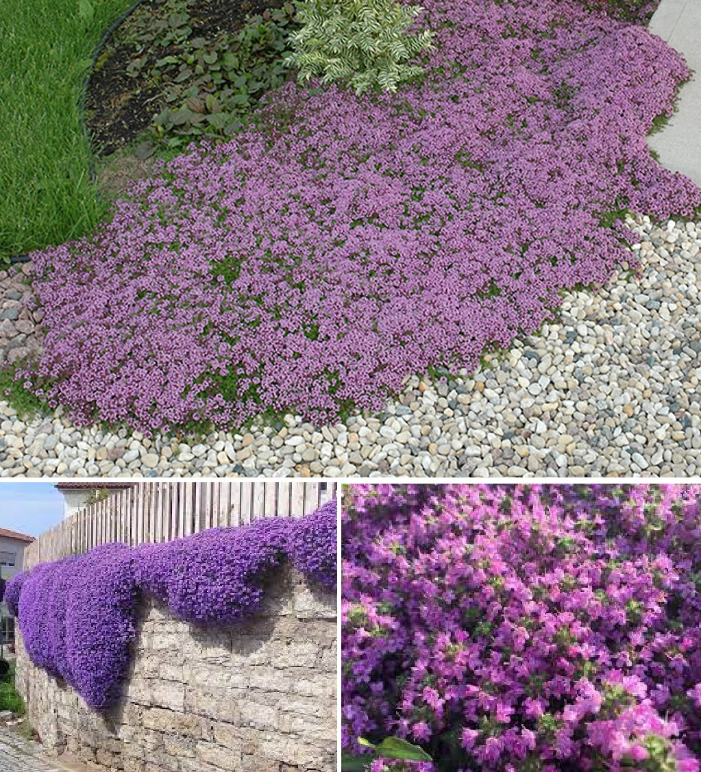 Purple Creeping Thyme | 900+ Seeds | Herb | Indoor & Outdoor
