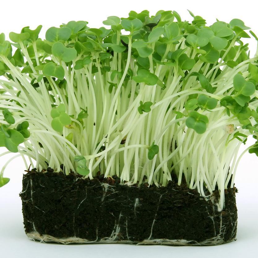 Organic Seeds for Sprouting / Sprouts | Many Types | Healthy Microgreens all year round!