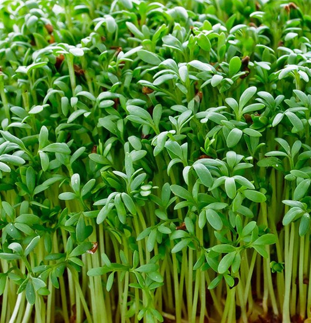 Organic Cress | 3500+ seeds | Microgreens | Sprouts | Extremely Nutricious