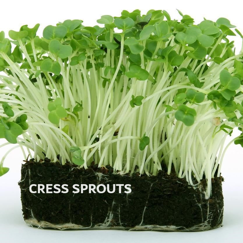 Organic Seeds for Sprouting / Sprouts | Many Types | Healthy Microgreens all year round!