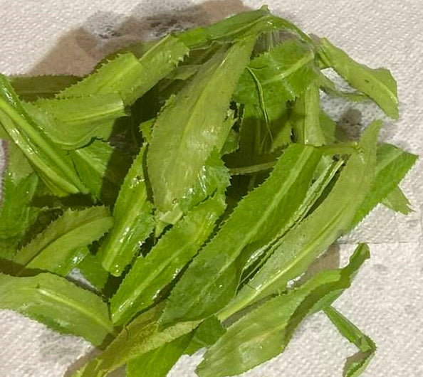 Culantro | 100+ seeds | Thai Parsley | Ngò Gai