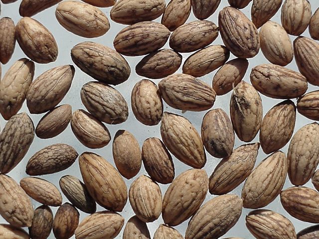 Cyprus Olive Tree | (Olea Europaea) | 25+ seeds | UK Hardy