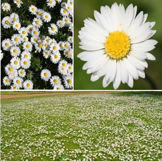 Common Lawn Daisy | Bellis Perennis | 500+ seeds | Native Wildflower