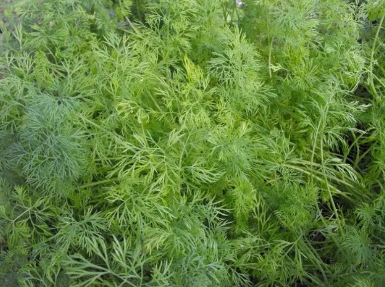 Dill Seeds | Anethum Graveolens 'Herkules" | 6000+ seeds | Koper Ogrodowy