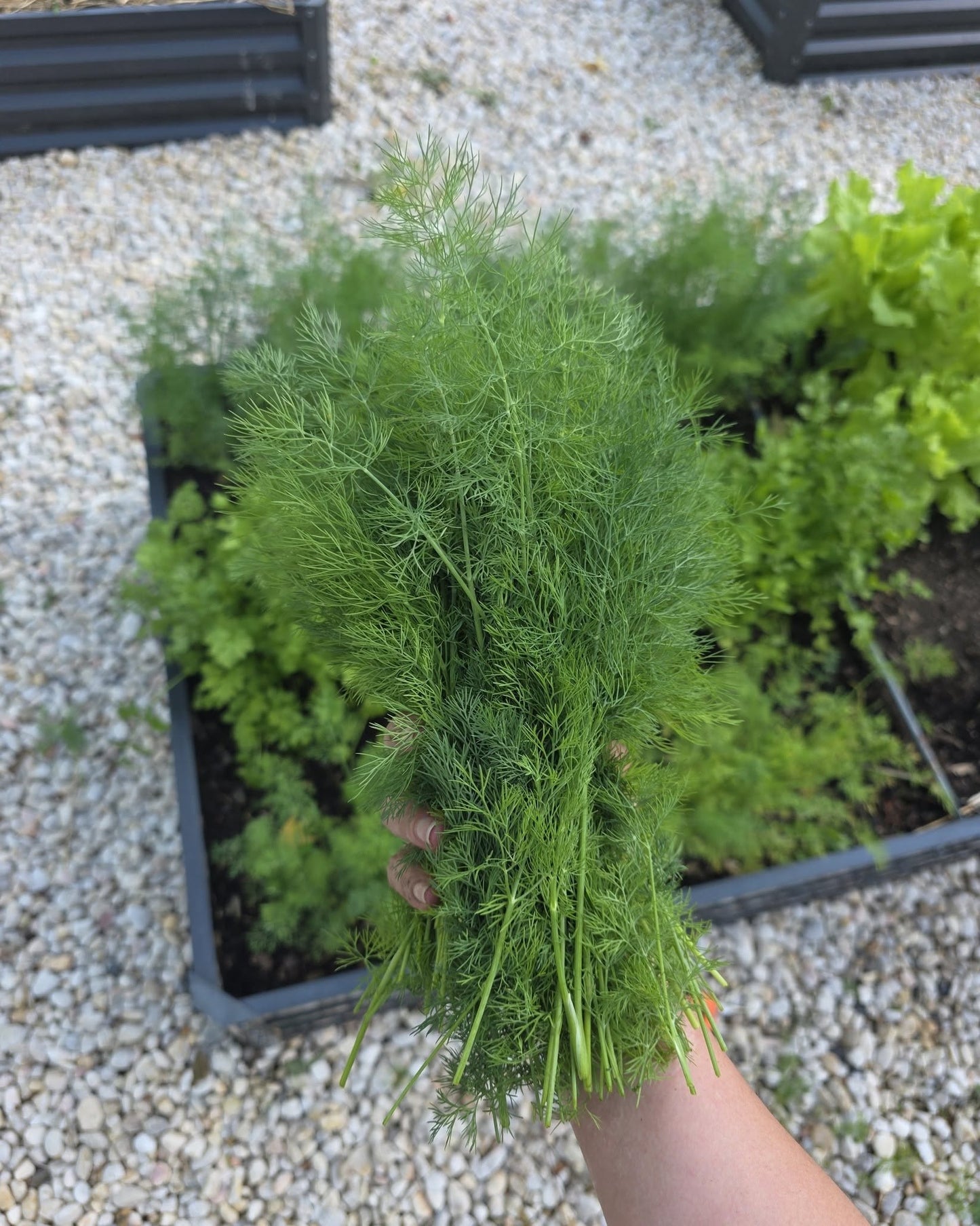 Dill Seeds | Anethum Graveolens 'Herkules" | 6000+ seeds | Koper Ogrodowy