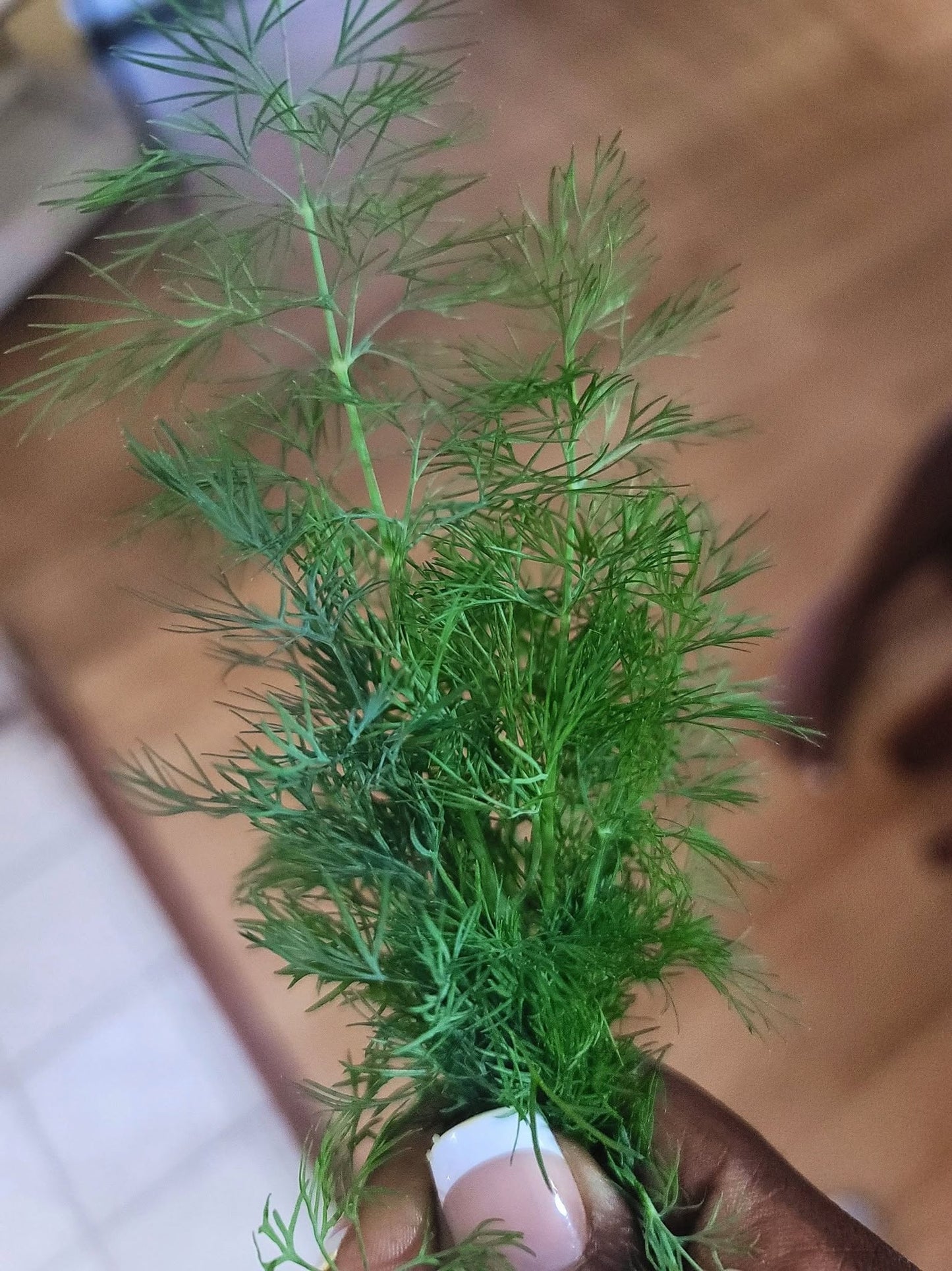 Dill Seeds | Anethum Graveolens 'Herkules" | 6000+ seeds | Koper Ogrodowy