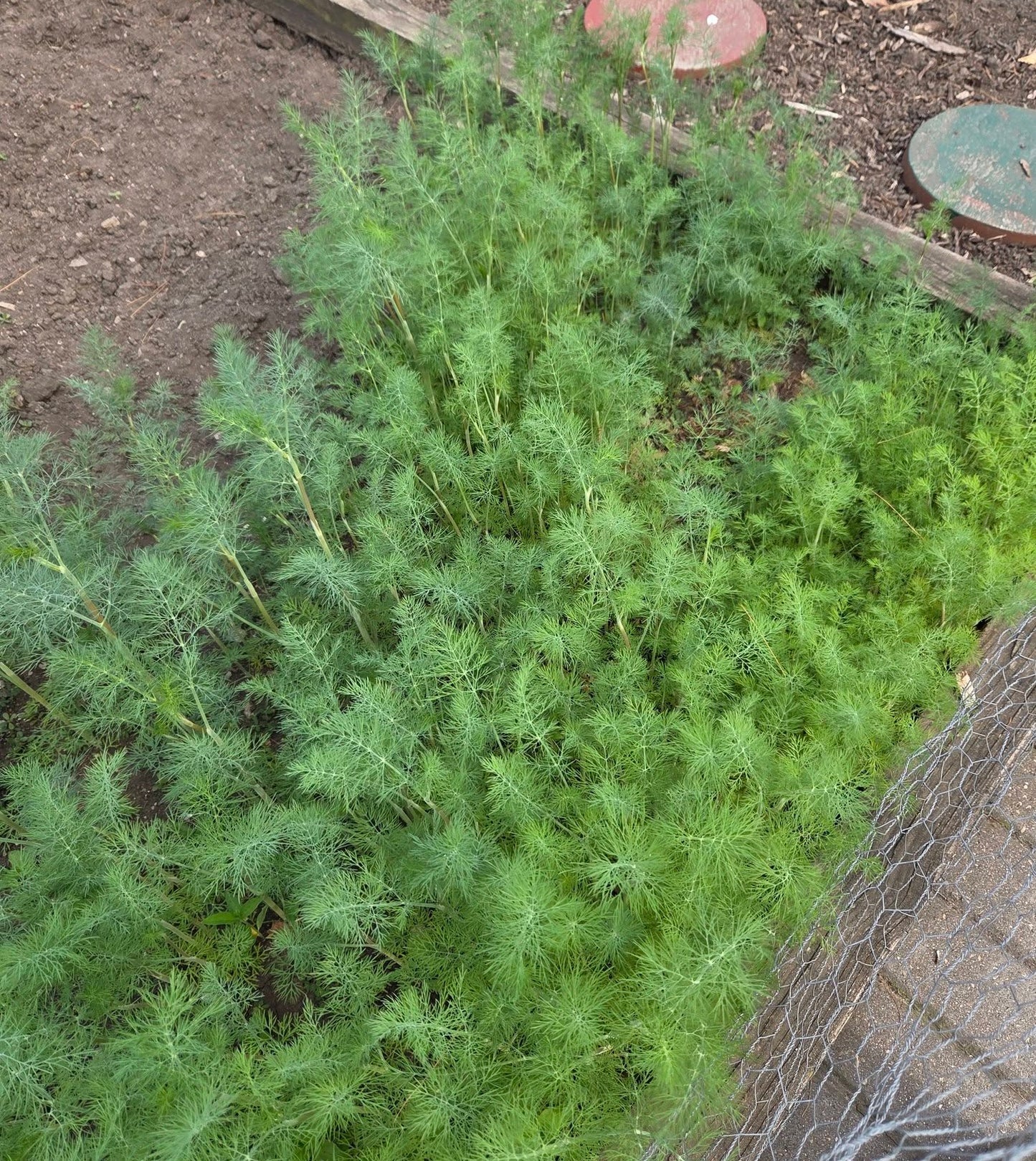 Dill Seeds | Anethum Graveolens 'Herkules" | 6000+ seeds | Koper Ogrodowy