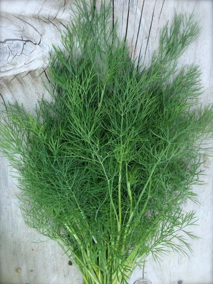 Dill Seeds | Anethum Graveolens 'Herkules" | 6000+ seeds | Koper Ogrodowy