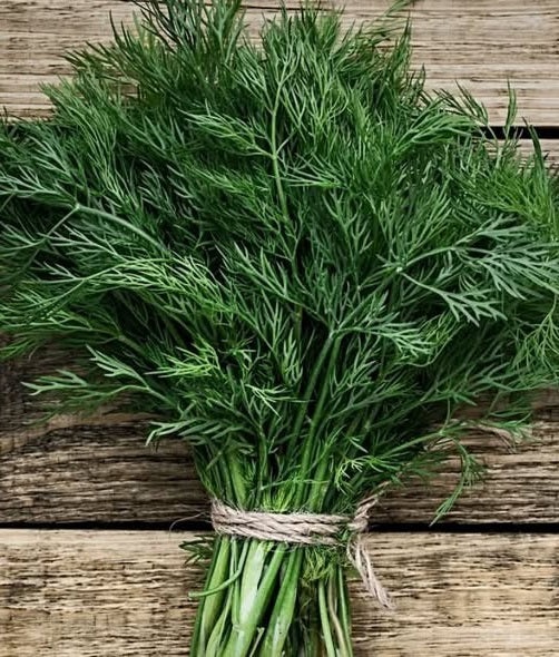 Dill Seeds | Anethum Graveolens 'Herkules" | 6000+ seeds | Koper Ogrodowy