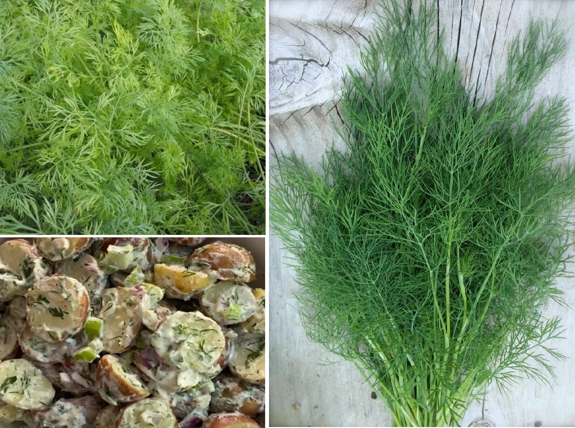 Dill Seeds | Anethum Graveolens 'Herkules" | 6000+ seeds | Koper Ogrodowy