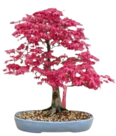 Bonsai Tree Seed Mix 1 | 40+ seeds, 10 of each