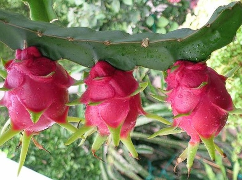 Dragon Fruit (Hylocereus Undatus)  20+ seeds | Pitaya