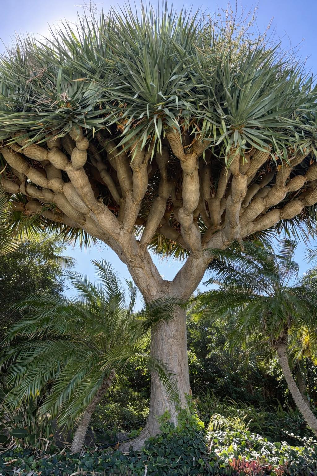 dracaena seeds for sale Dragon Tree seeds | Dracaena Draco | 10+ seeds
