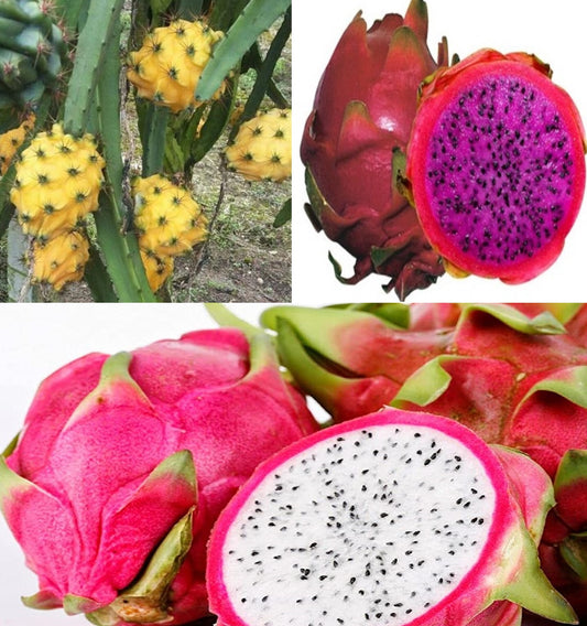 Dragon Fruit Cactus Seeds Mix | Red, Yellow, Purple | 3 packets