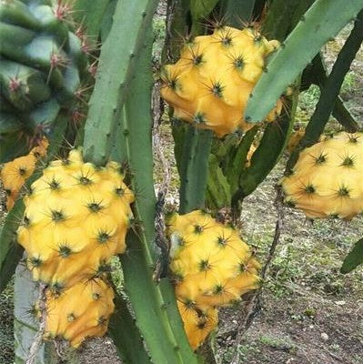 Dragon Fruit Cactus Seeds Mix | Red, Yellow, Purple | 3 packets