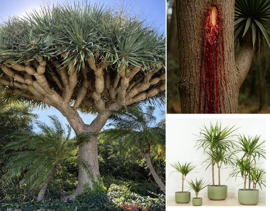 Share Dragon Tree seeds | Dracaena Draco | 10+ seeds | Dragon Blood Palm