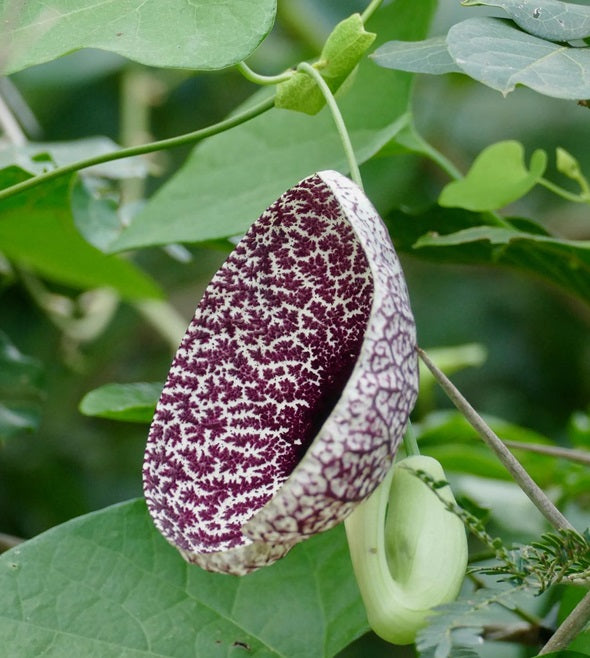 Dutchman's Pipe | Aristolochia Littoralis | 10 seeds | Rare exotic plant
